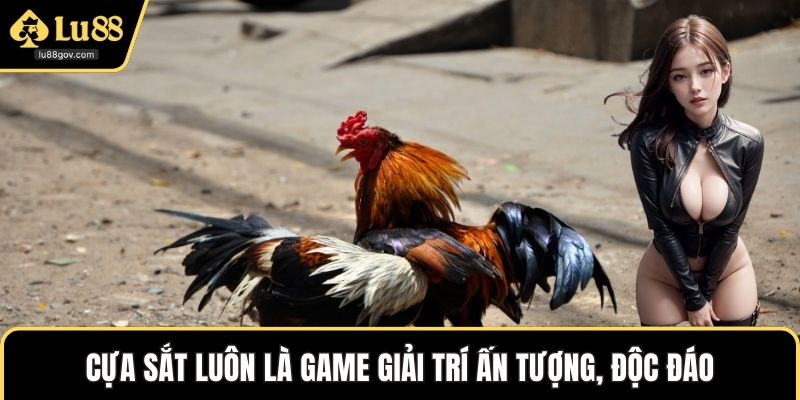Cựa sắt luôn là game giải trí ấn tượng, độc đáo